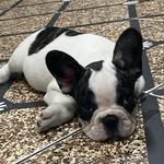 Frederico Zangrando 🐾 - @dog_fredzangrando - Instagram