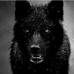 🐺Fred_Zarate🐺 - @_fredwolf_ - Instagram