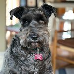 Freddie Ziemer - @freddietheschnauzerking - Instagram