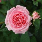 Freda Ali - Facebook