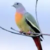 fredaali86 - @fredaali86 - TikTok