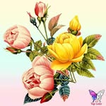 Freda Baird - @freda.baird.10 - Instagram