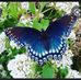 Alfreda Boggs Taylor - Facebook