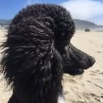 Freda - @fredabruce - Instagram