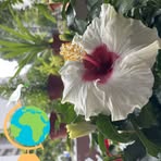 Freda Bush - Facebook