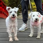 Freddie and Casper - @freddie_casper_bro - Instagram