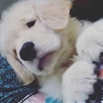 Frederico - @fredacastroazevedo - Instagram
