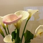 Freda Cheng - @fredachengyc - Instagram