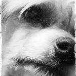 Freda Davidson - @fifipunkle - Instagram
