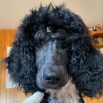 Freddie Mercury Duffy - @freddie.the.parti.poodle - Instagram