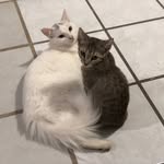 Duke, Freda & Güera - @dukeandfreda_cats - Instagram