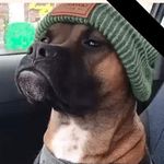 Freddie Eubanks - @papa__shark82 - Instagram