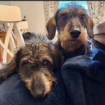 Frank and Freda - @being_little_frank_and_freda - Instagram