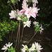 Freda Greene - Facebook