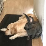 Freda Harper - @stan_the_giant_rabbit - Instagram