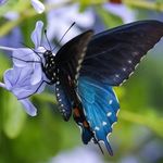 blaccbutterfly - @fredaholman1 - Instagram