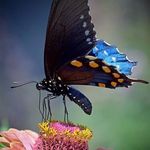 Freda Holman - @blacbutterfly777 - Instagram