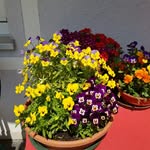 Freda Höltken - @fredaholtken - Instagram