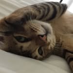 Freda Huang - @freda.living - Instagram