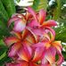 Freda Joyce - Facebook