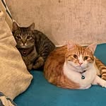 Keith And Freddy - @fred_and_ginger_keith - Instagram