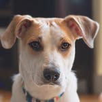 Freda Kelly - @that.dog.freda - Instagram