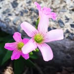 Freda Light - @freda_lightness - Instagram