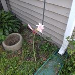 Freda Lovell Lovell - Facebook