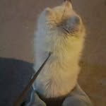 @freda_main - Instagram