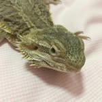 Freddie McLeod - @freddie_lizard - Instagram