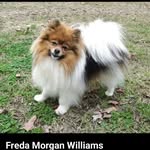 Freda Morgan Williams - @fredas_poms - Instagram