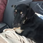Freda/Morgan - @freda_rescue_dog - Instagram