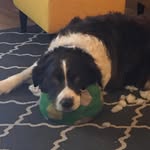 Freda Pearce - @fredagollands - Instagram