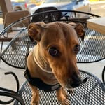 Freda Rodriguez - @omeyersma - Instagram