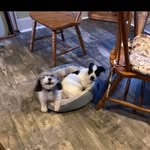 Freda Wolfe - @fredawolfe16 - Instagram