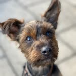 Freda The YorkieCairn - @freda_yorkiecairn - Instagram