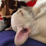 Freddie Addison - @freddiethecreamfrenchie - Instagram