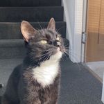 🐈‍⬛🌿💐 - @freddie_austin15 - Instagram