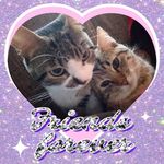 Freddie Mercury, Mary Austin Biri Biri🐈❤ - @freddie_e_mary_biri_biri - Instagram