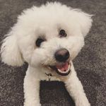 Freddie Barry - @freddiesgram - Instagram