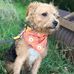 Freddie Bartley Lakeland Terrier - Facebook