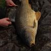 Freddiebartley - @carpfishingsussex27 - TikTok