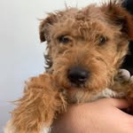 @freddiethebartleydog - Instagram