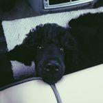 Freddie - @freddiebeantail - Instagram