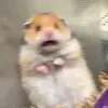 Freddie 🥺🐹 - @freddie.thebean - TikTok