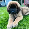 Freddie Bean - @freddie.bean1 - TikTok