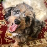 Freddie B Blackmon - @freddie_mauxie_silverdapple - Instagram