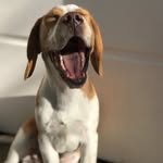 F R E D D I E 🐾       BEAGLE - @freddieblanco.thebeagle - Instagram