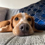 Freddie_The_Bocker🐶 - @freddie_wright1920 - Instagram