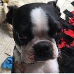 @_freddie_boston_terrier - Instagram